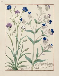Illustration du Livre des simples médecines par Mattheaus Platearius 129v
